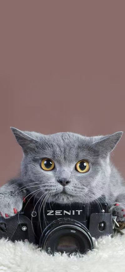 猫咪抱着相机的可爱照片