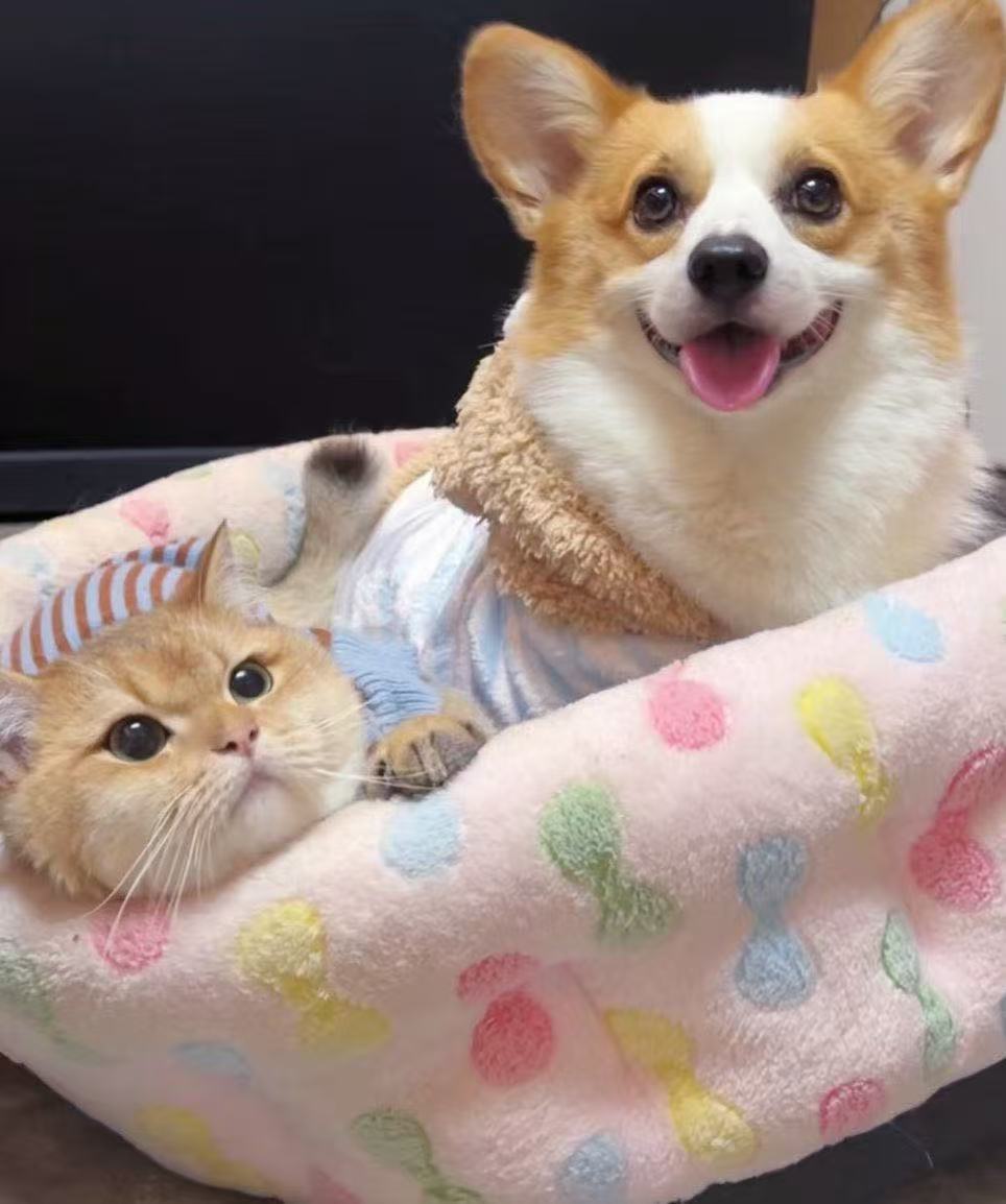 猫狗窝里同框的照片