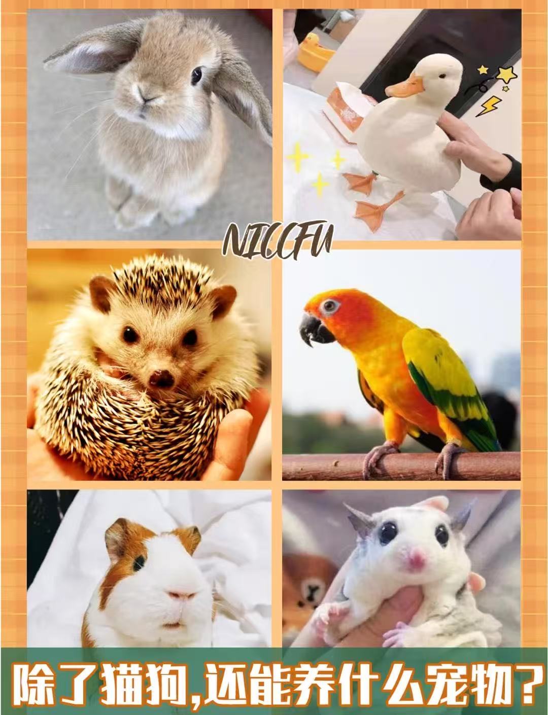 兔子鸭子刺猬鹦鹉等异宠拼图