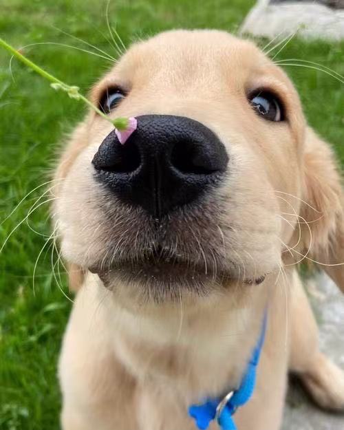 鼻尖顶着小花的幼犬