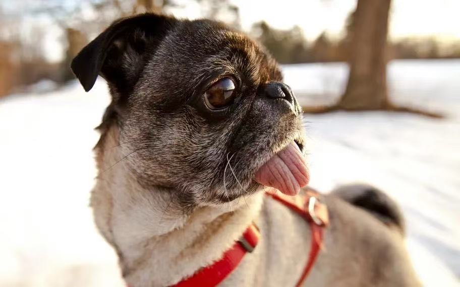 雪地里吐舌头的巴哥犬