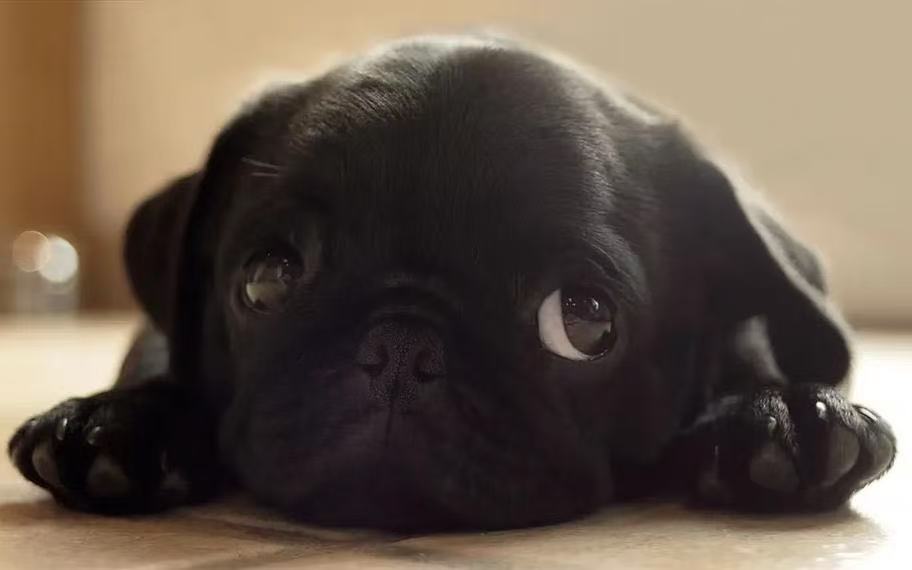趴在地上的黑色幼犬