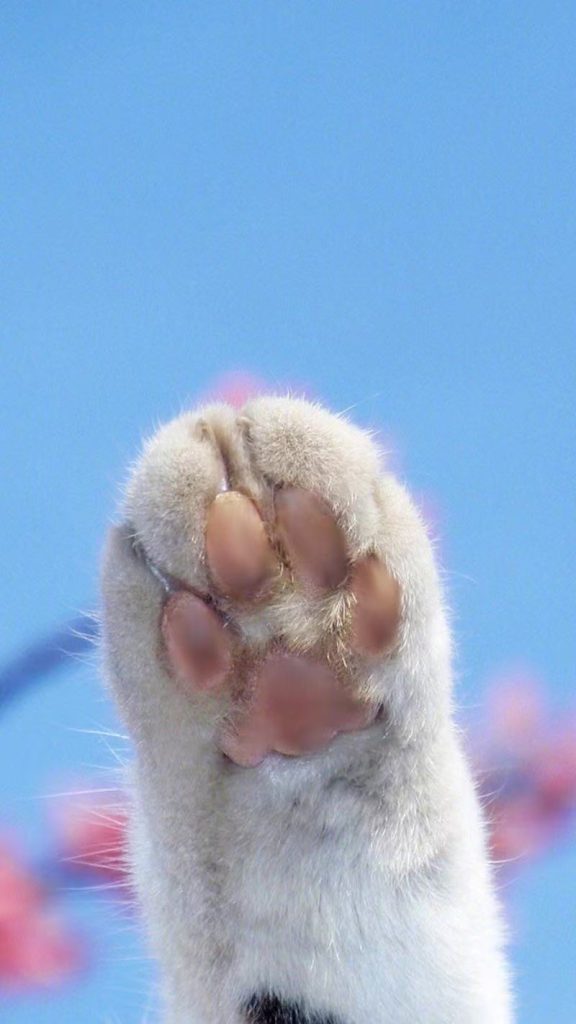 猫爪特写照片