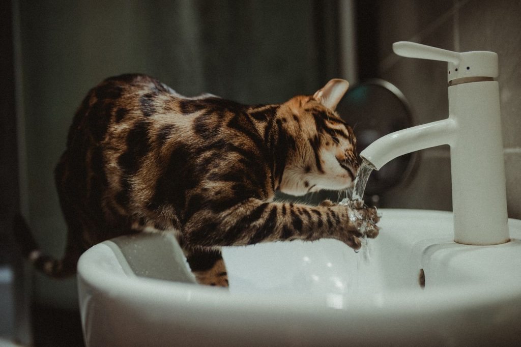 居家环境里的猫咪