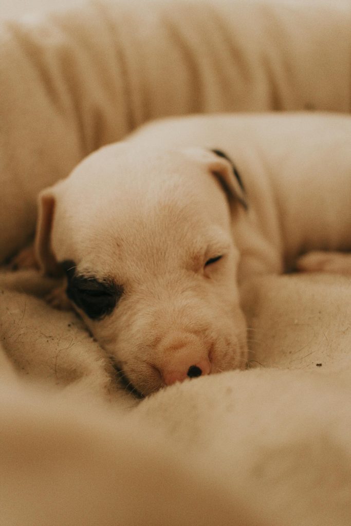 在宠物窝里安心睡觉的幼犬