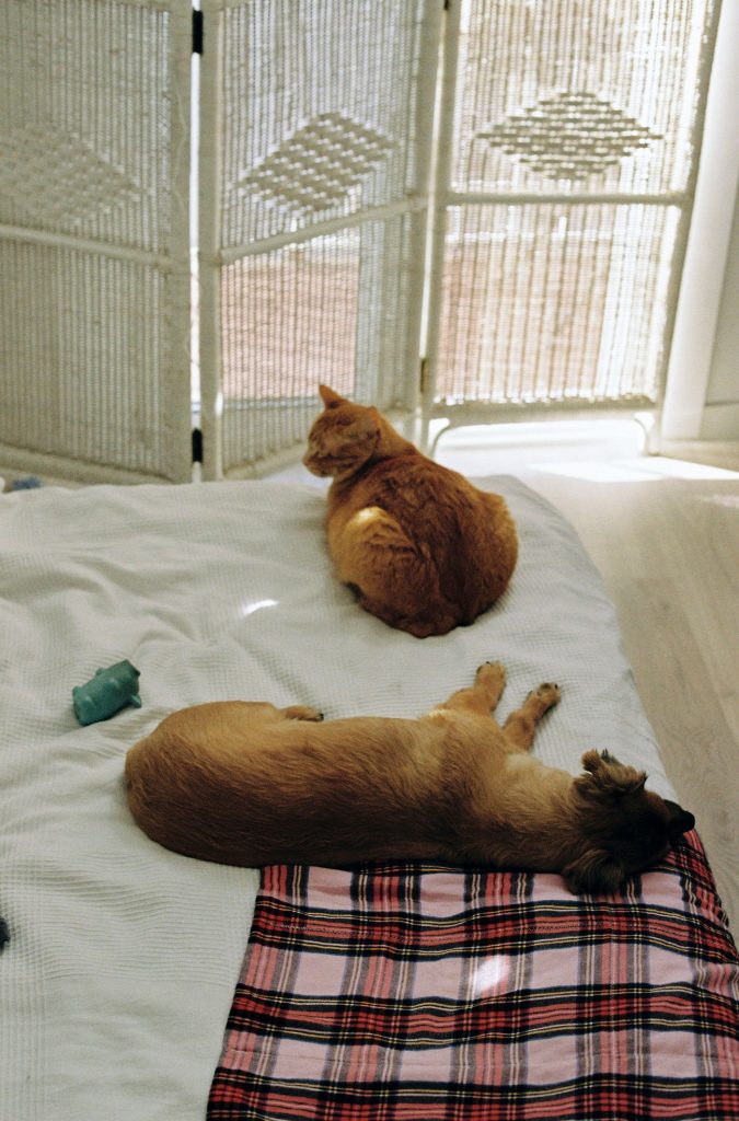 猫咪和狗狗一起躺在床上