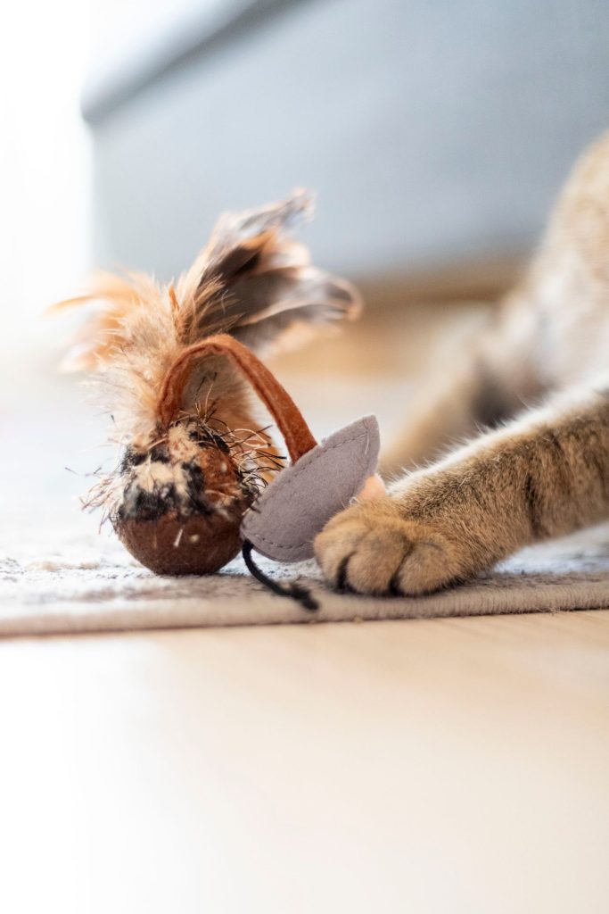 猫咪用爪子玩玩具