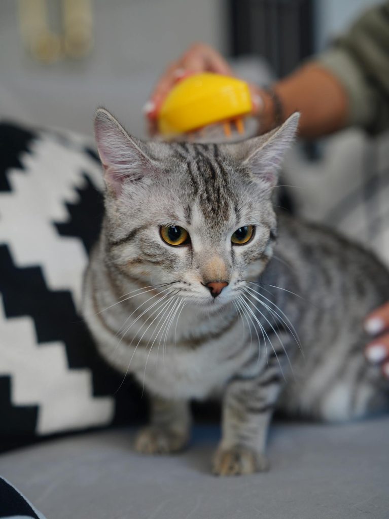 主人正在给猫咪轻柔梳毛