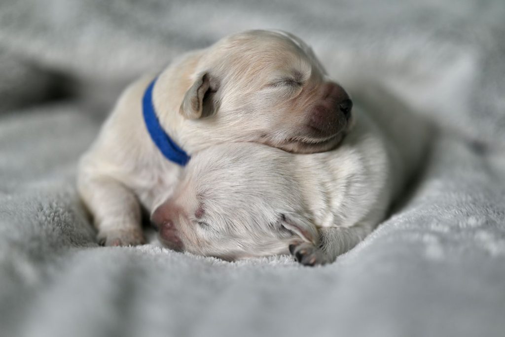 依偎在一起睡觉的幼犬