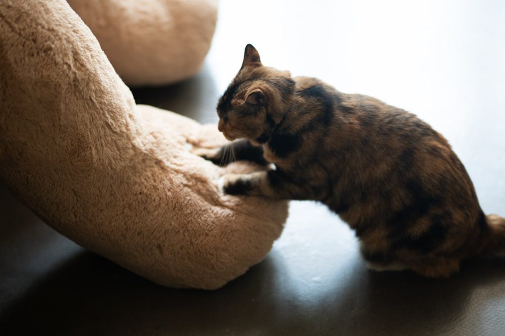 猫咪用爪子进行互动