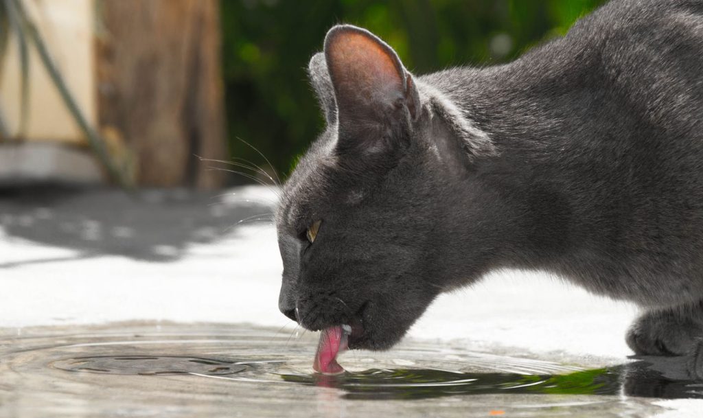 正在喝水的猫咪