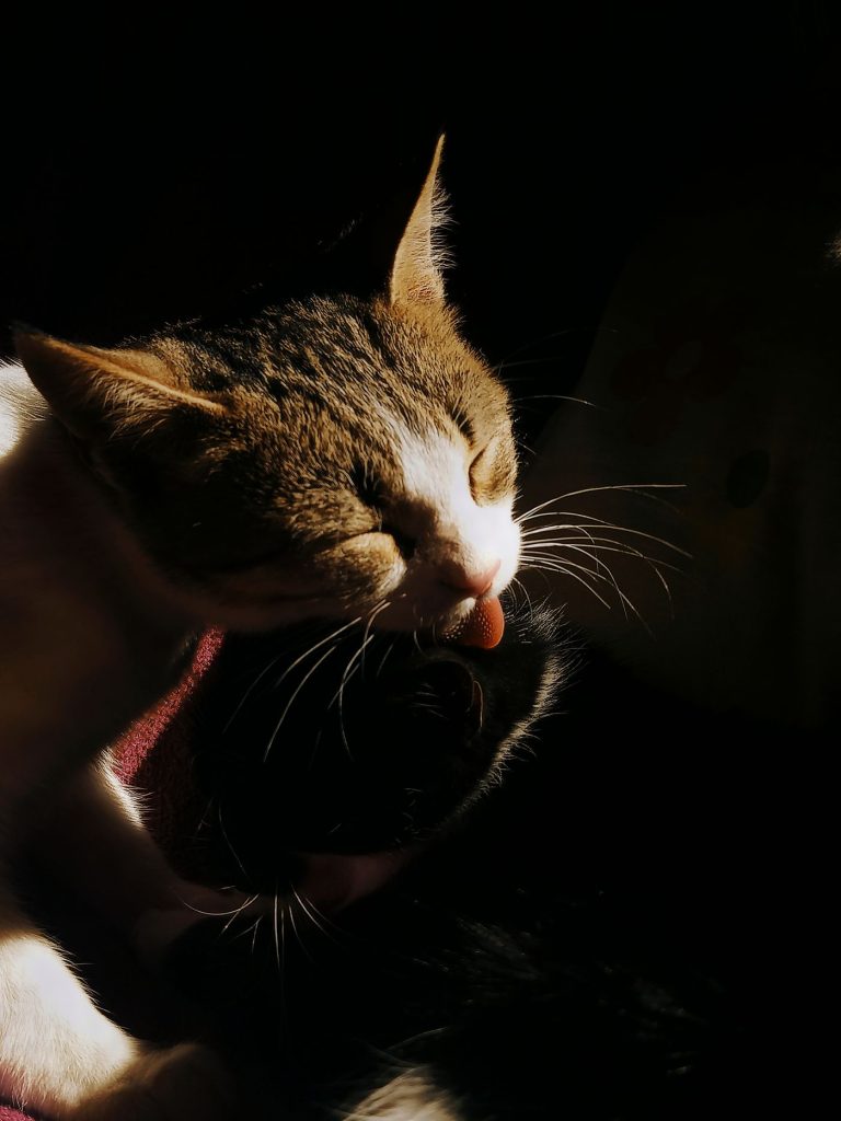 正在舔毛清洁自己的猫咪