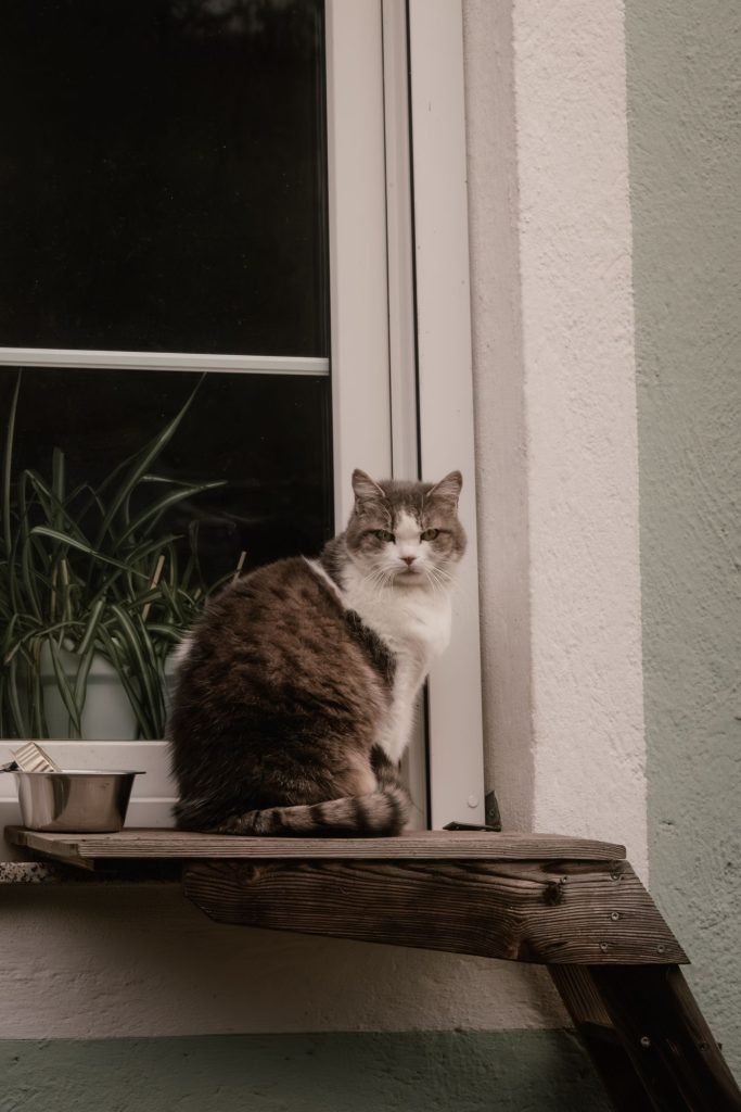 窗边安静适应环境的猫咪
