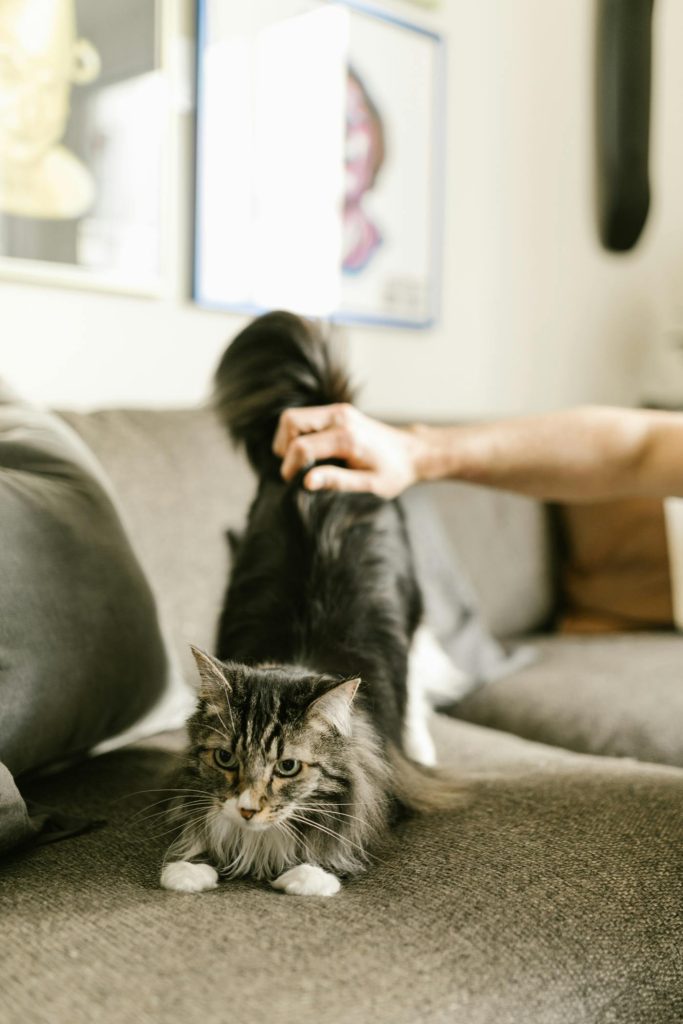 猫咪在猫砂盆里